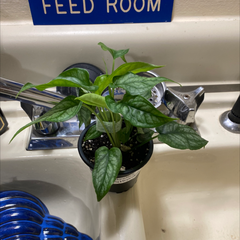 Potted Silver Monstera plant in a sink area, healthy green leaves with silver pattern.