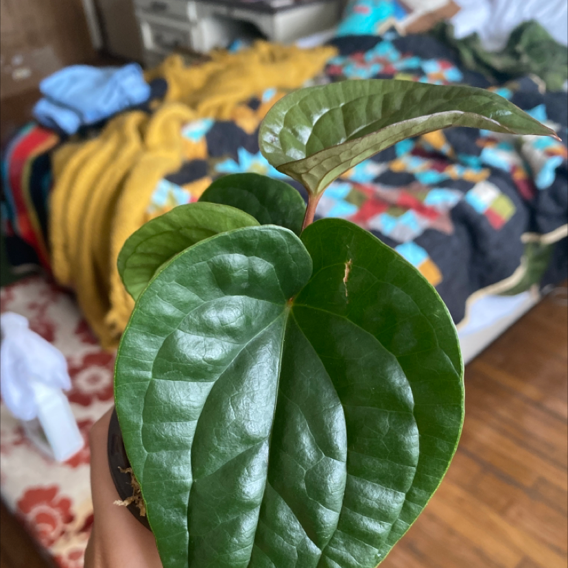 Photo of the plant species kawakawa by Shelby named Your plant on Greg, the plant care app