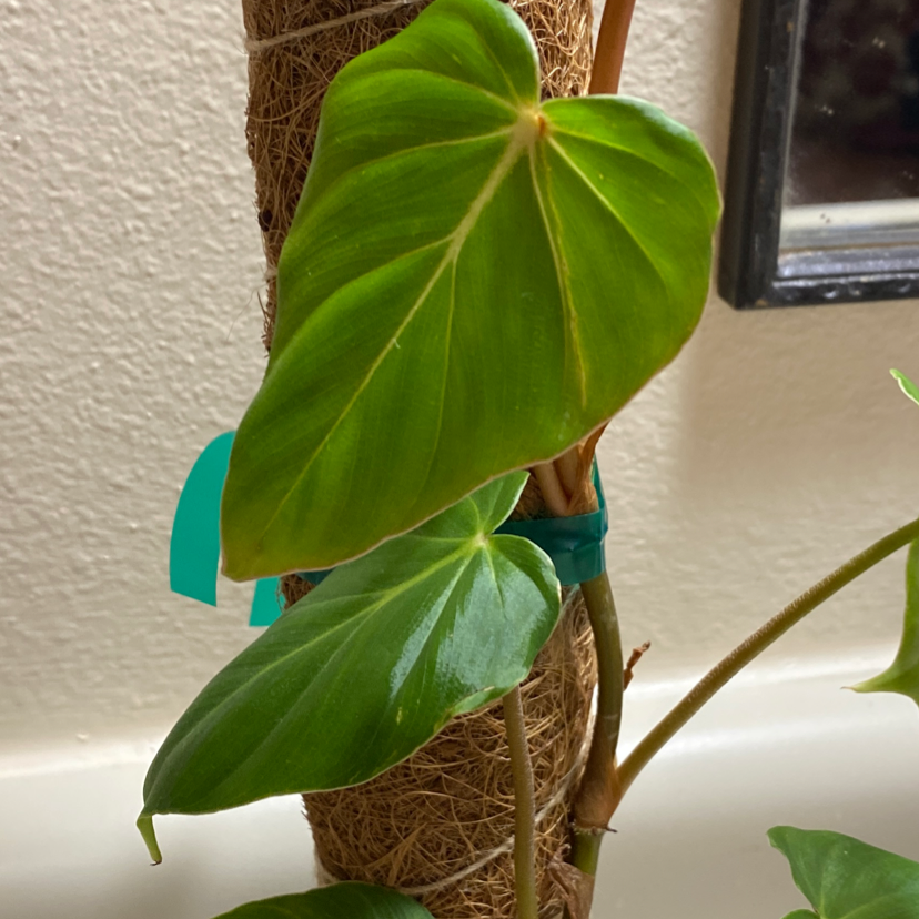 Photo of the plant species Philodendron fibrosum by Shelby named Your plant on Greg, the plant care app
