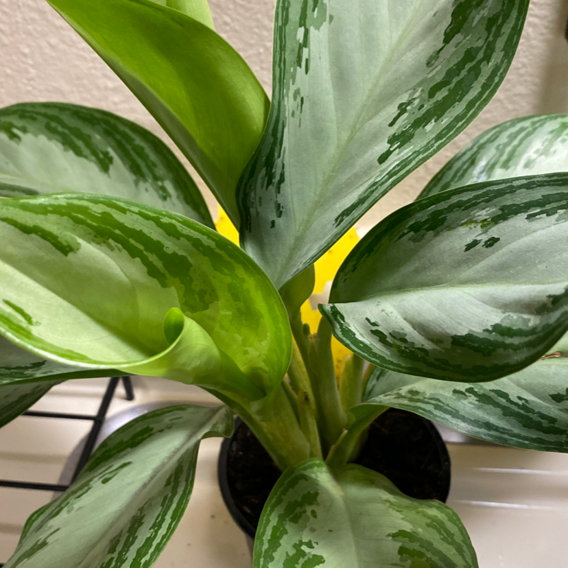 Healthy Aglaonema 'Silver Bay' plant with vibrant green and silver leaves.
