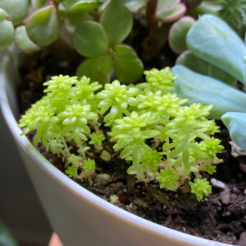 Tokyo Sun Stonecrop plants in a white pot with vibrant green leaves.
