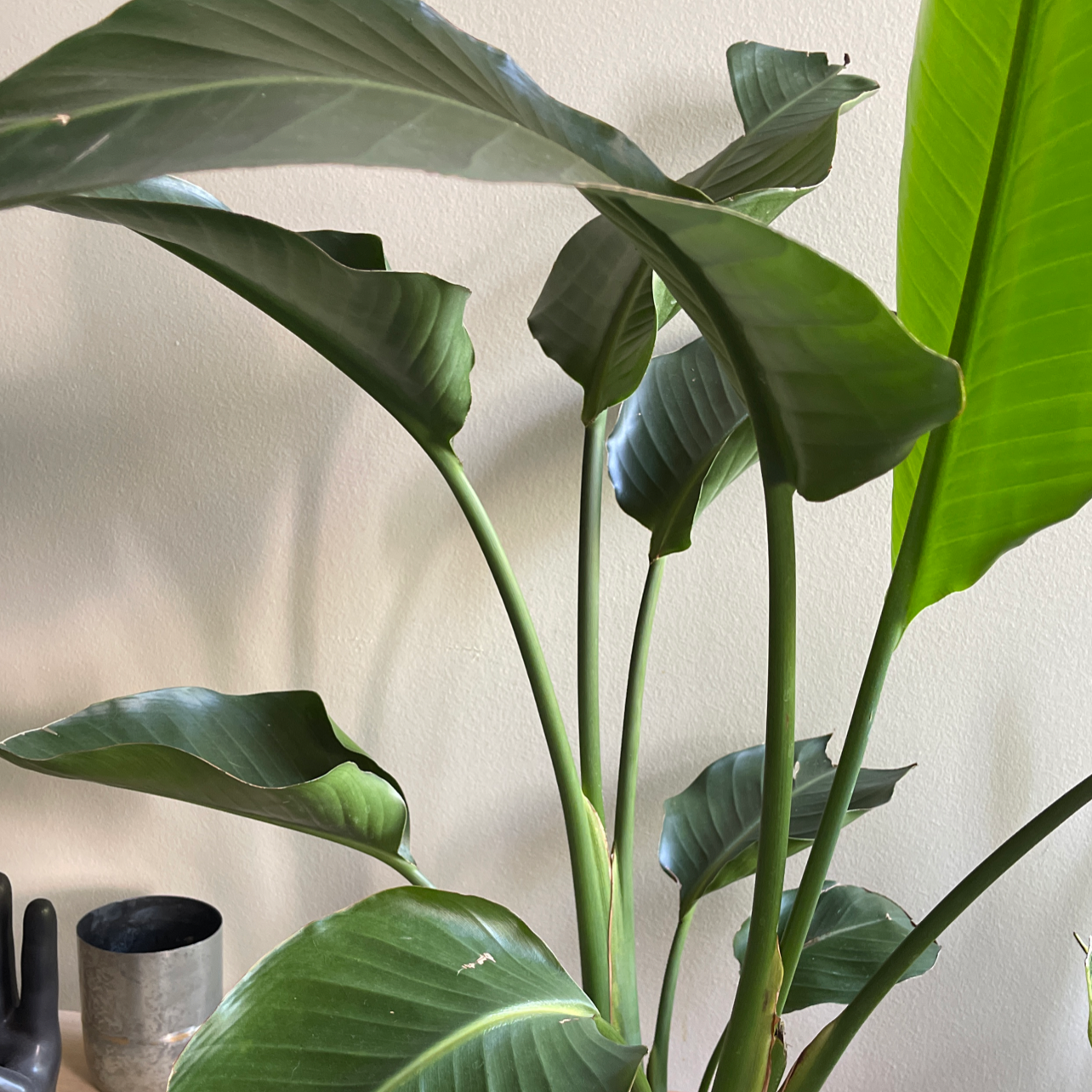 Photo of the plant species White Bird of Paradise by @ggavan named BOP on Greg, the plant care app