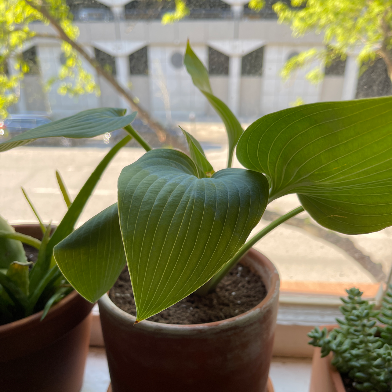 Siebold's Plantain Lily in a pot on a windowsill with healthy green leaves.