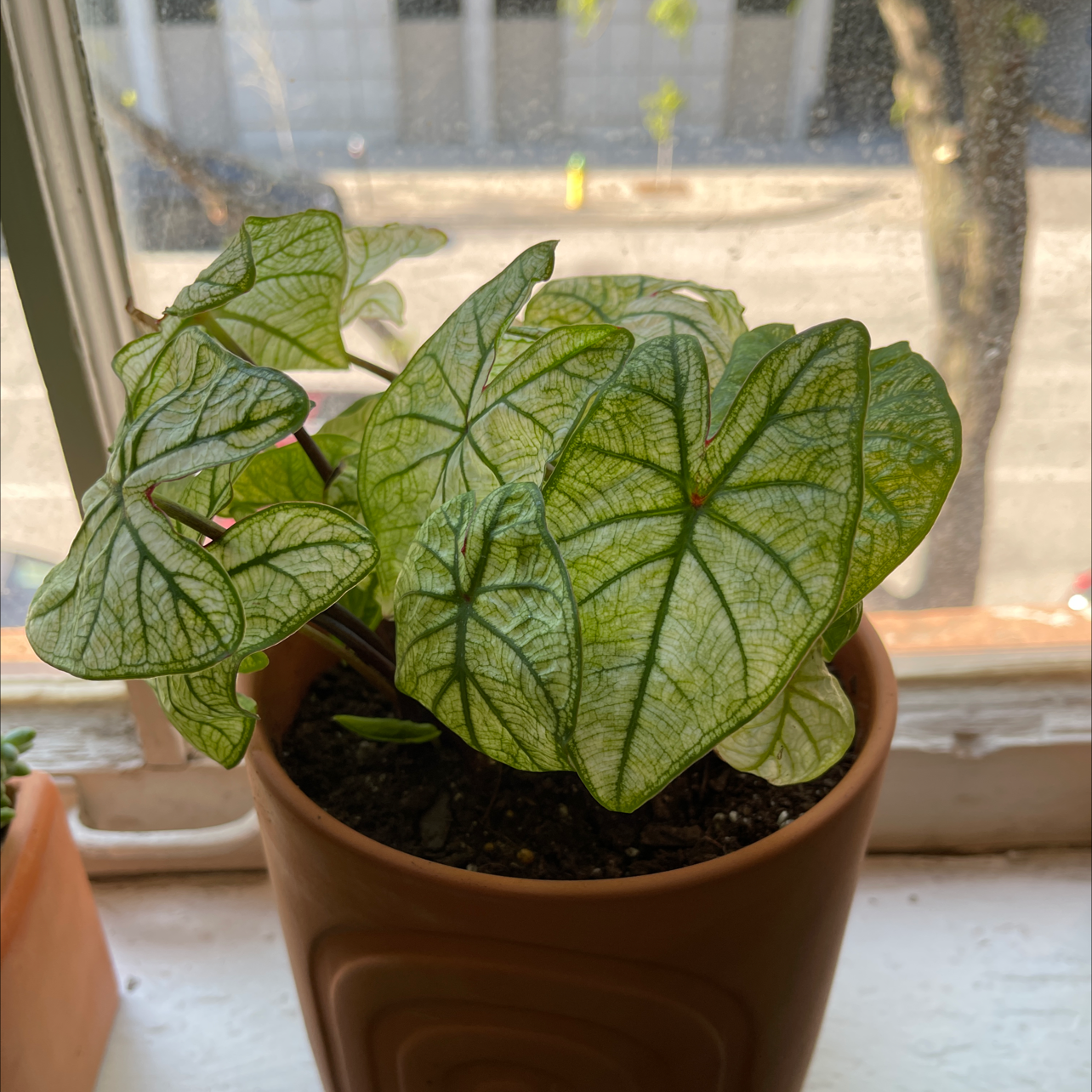A healthy potted Caladium plant with large, variegated heart-shaped leaves on a windowsill.