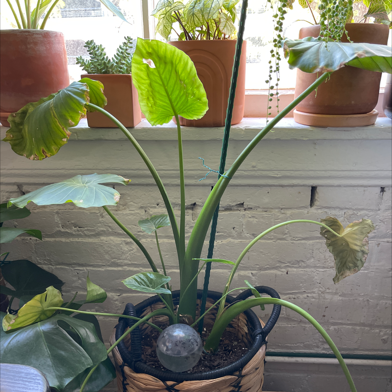 Elephant Ear Philodendron in a pot with some yellowing and browning leaves, placed indoors near a window.