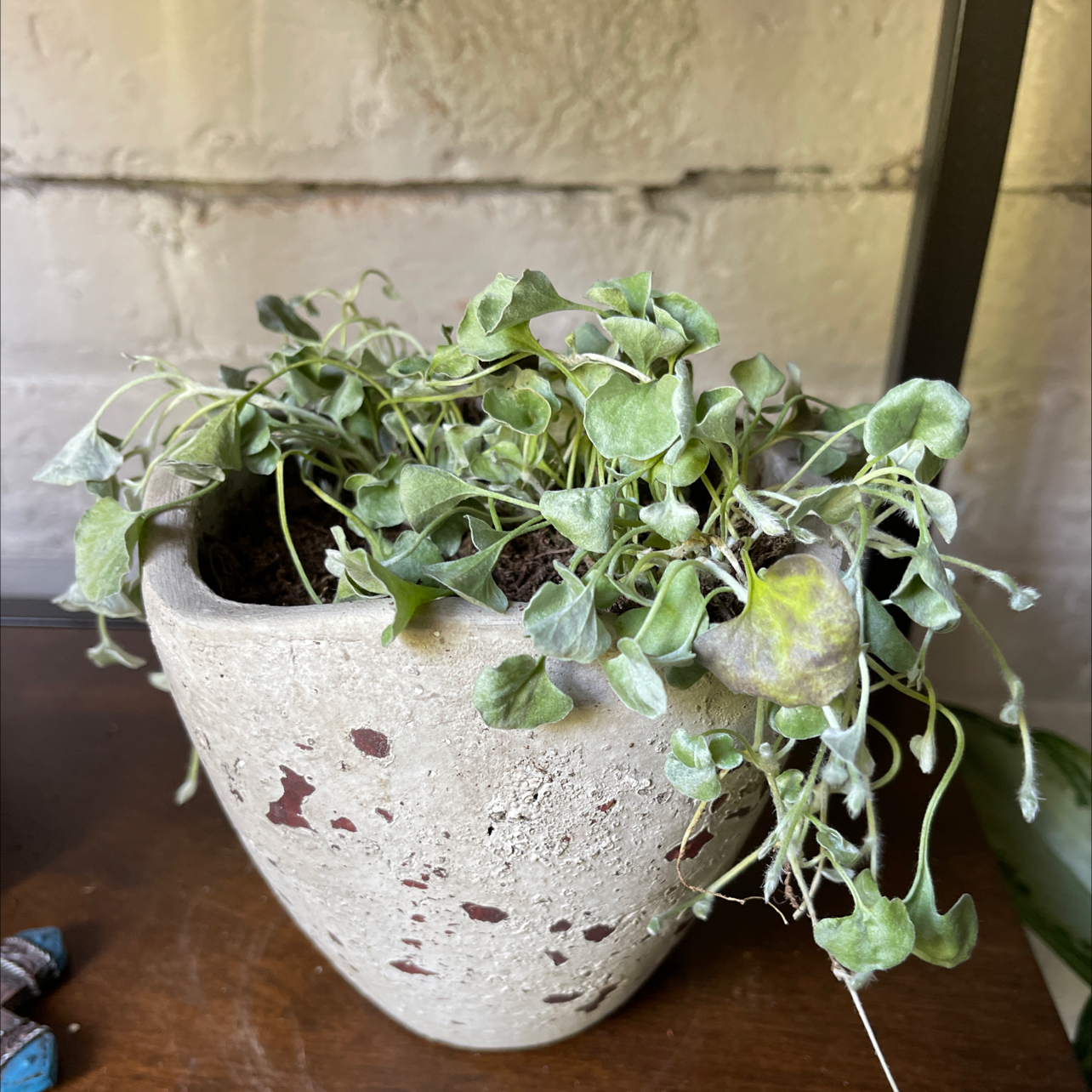 Potted Silver Ponysfoot plant with yellowing and browning leaves, visible soil.