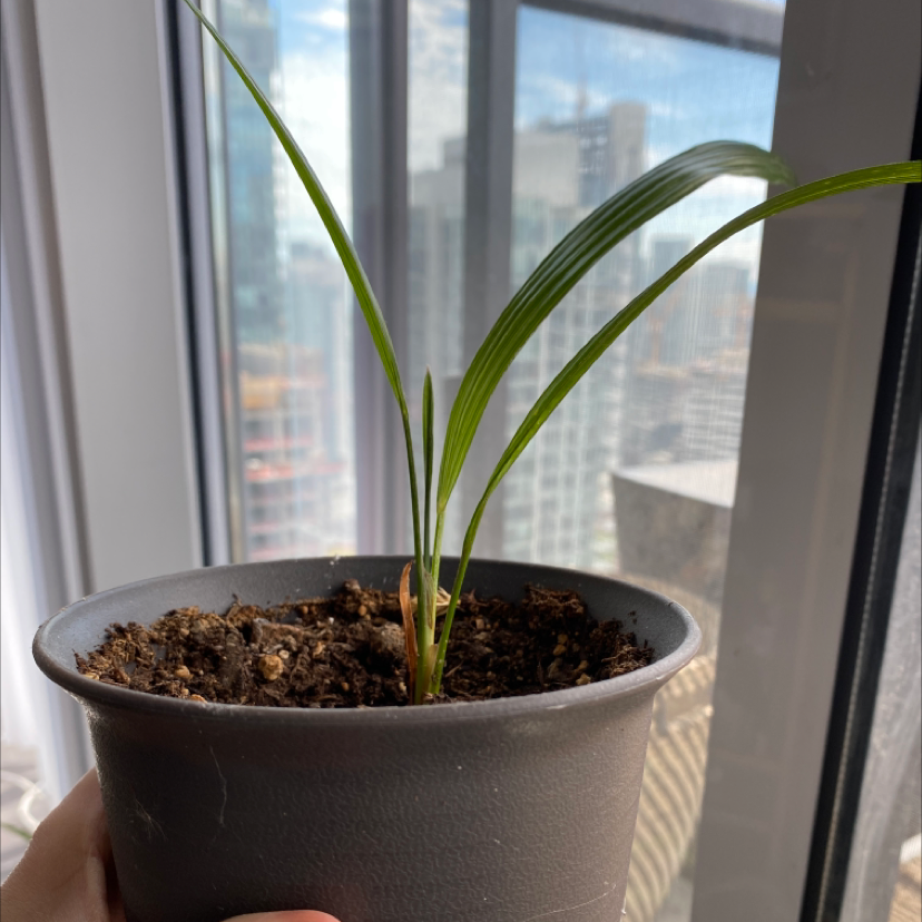 Young Chinese Windmill Palm in a pot with visible soil, held by a hand.