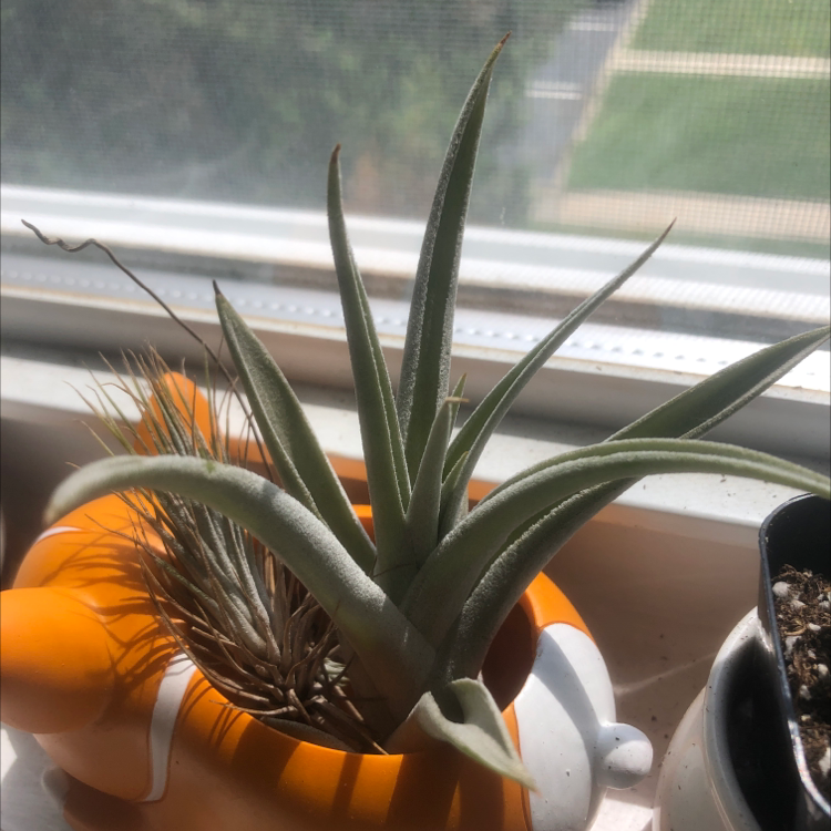 Photo of the plant species Tillandsia harrisii by @plantmomsarah named Softie on Greg, the plant care app