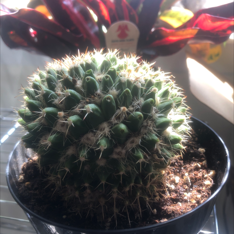 Photo of the plant species Mammillaria karwinskiana 'Nejapensis' by @plantmomsarah named Meatball on Greg, the plant care app