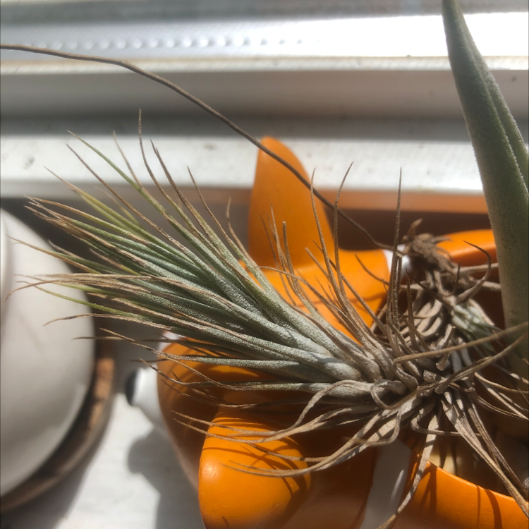 Tillandsia andreana plant in an orange container, well-framed and healthy.
