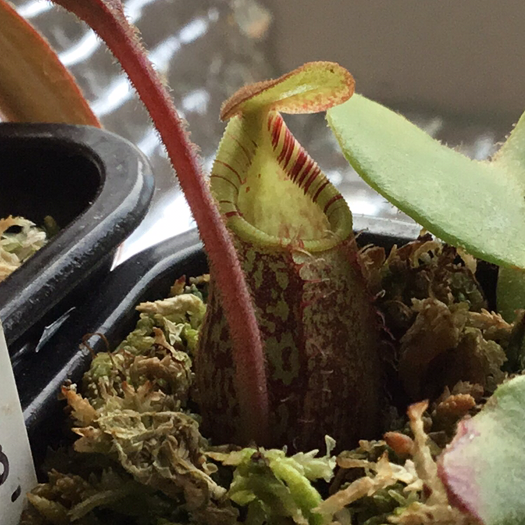 Photo of the plant species Nepenthes spectabilis 'Giant' by Liam named Nepenthes spectabilis on Greg, the plant care app