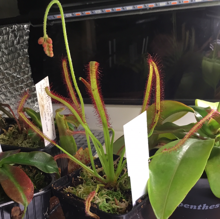 Photo of the plant species Drosera capensis 'Bot River' by Liam named Capensis on Greg, the plant care app