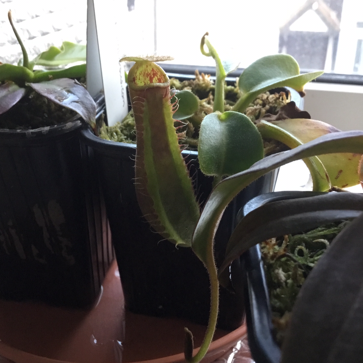 Photo of the plant species Nepenthes Truncata by Liam named Truncata on Greg, the plant care app