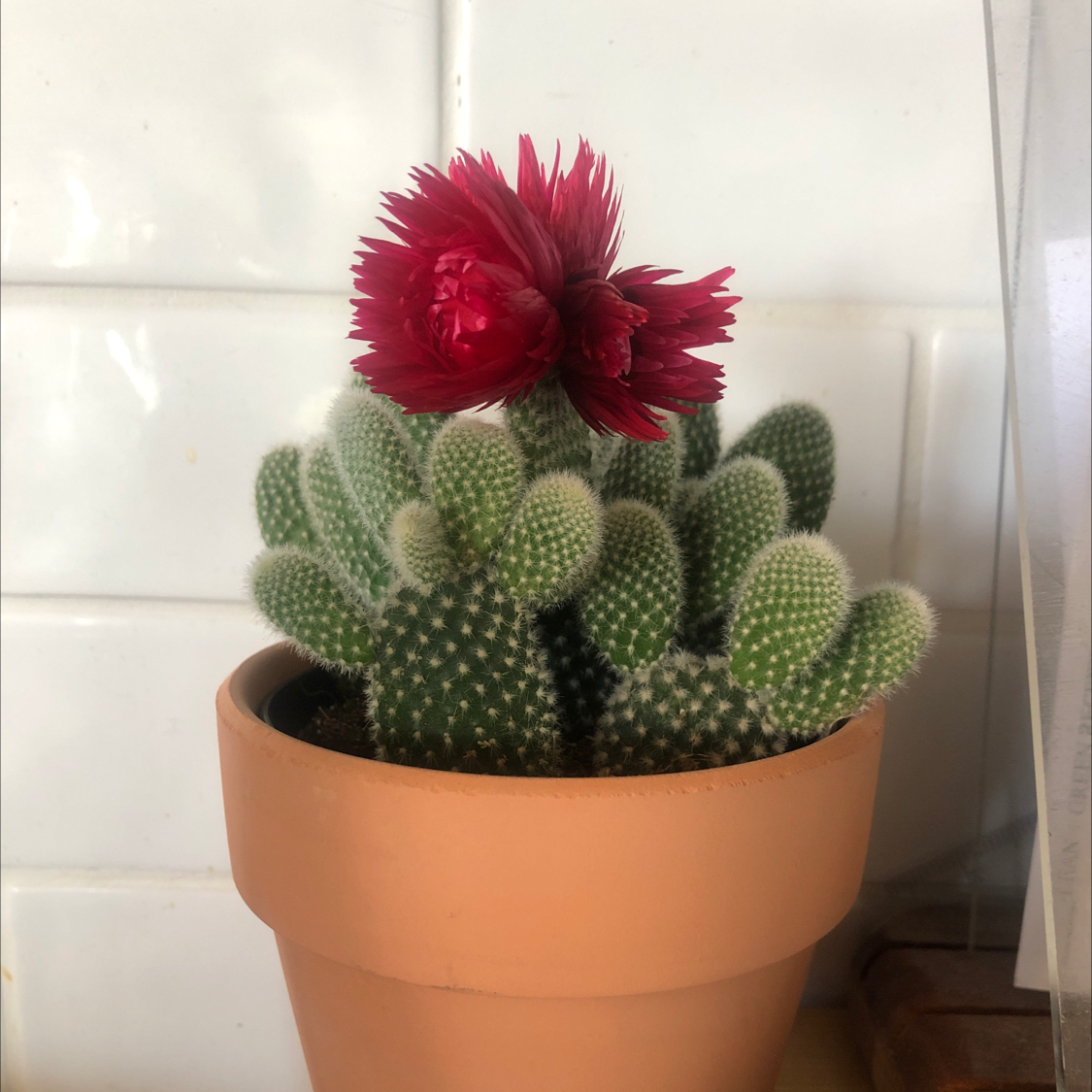 Bunny Ears Cactus plant photo by @h-money named Terra on Greg, the plant care app.