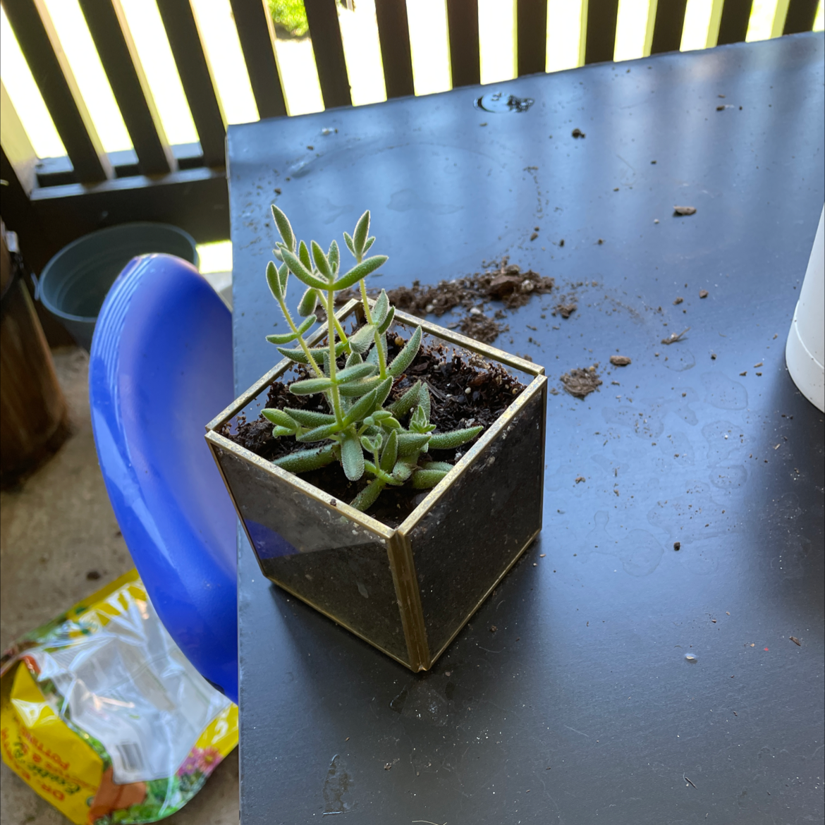 Crassula mesembryanthemoides plant in a square pot on a table with visible soil.