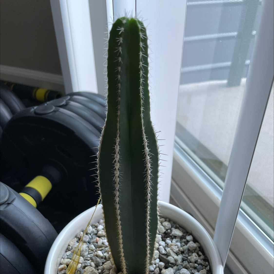 Mexican Fence Post Cactus in a pot near a window, appears healthy.