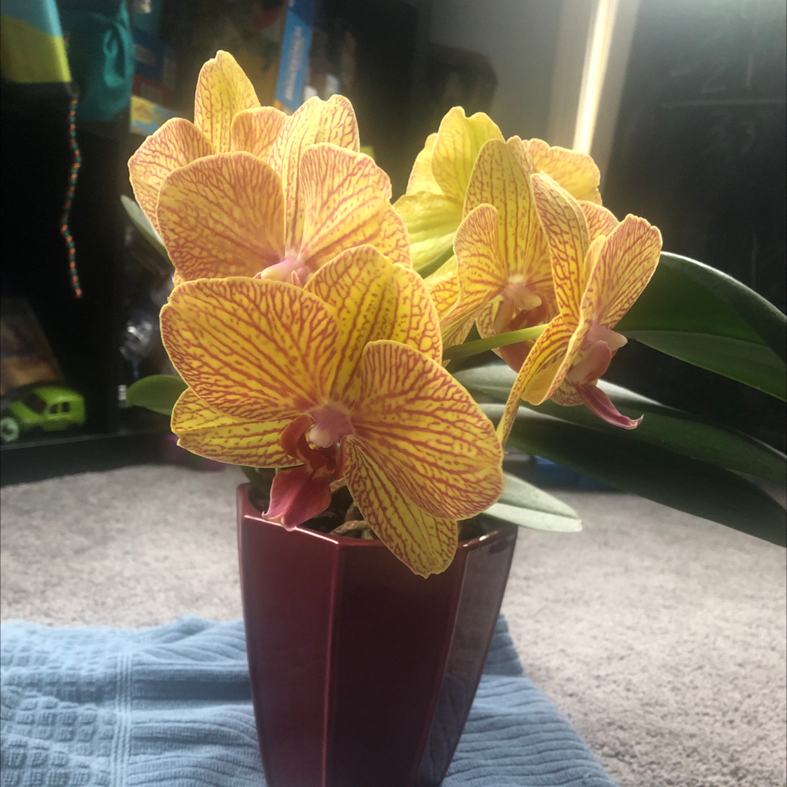 Photo of the plant species Aphrodite's Phalaenopsis by @jacen named Ready Orchid One on Greg, the plant care app