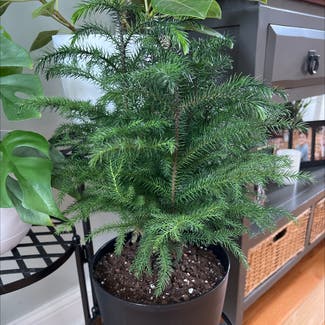Norfolk Island Pine plant in Hartland, Michigan