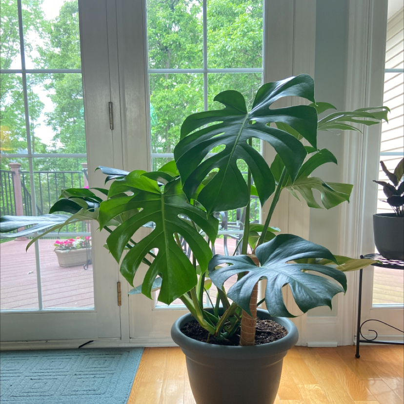 Monstera plant photo by @brennanarnold named mavis on Greg, the plant care app.