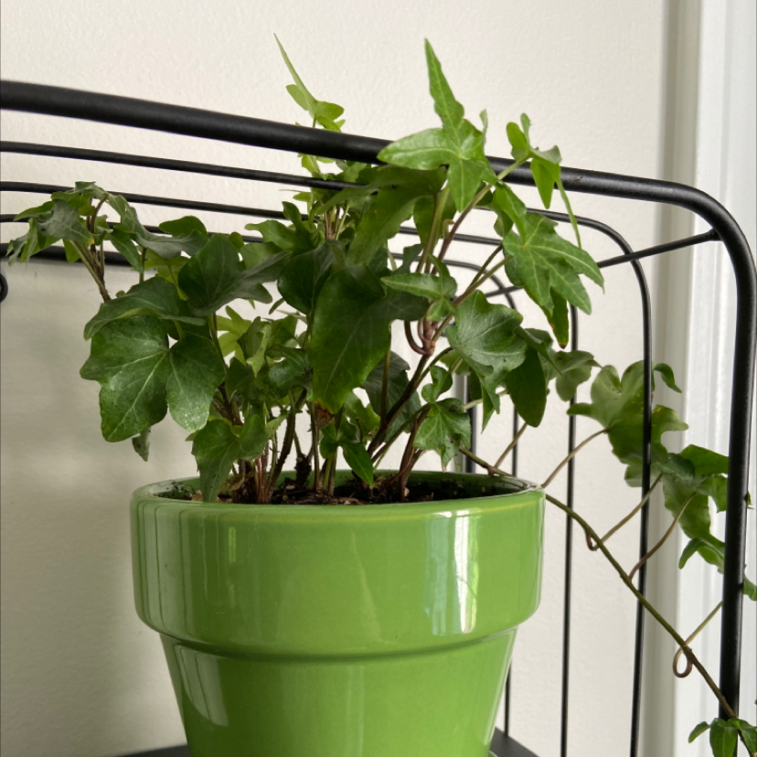 English Ivy plant photo by @brennanarnold named ivy on Greg, the plant care app.