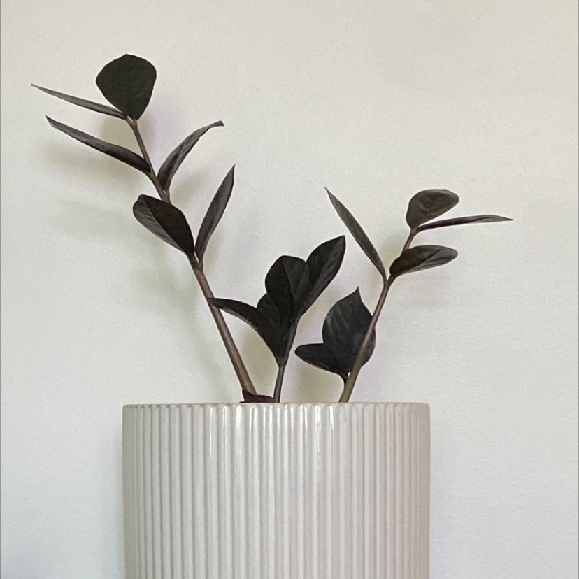 Raven ZZ Plant plant photo by @brennanarnold named raven on Greg, the plant care app.