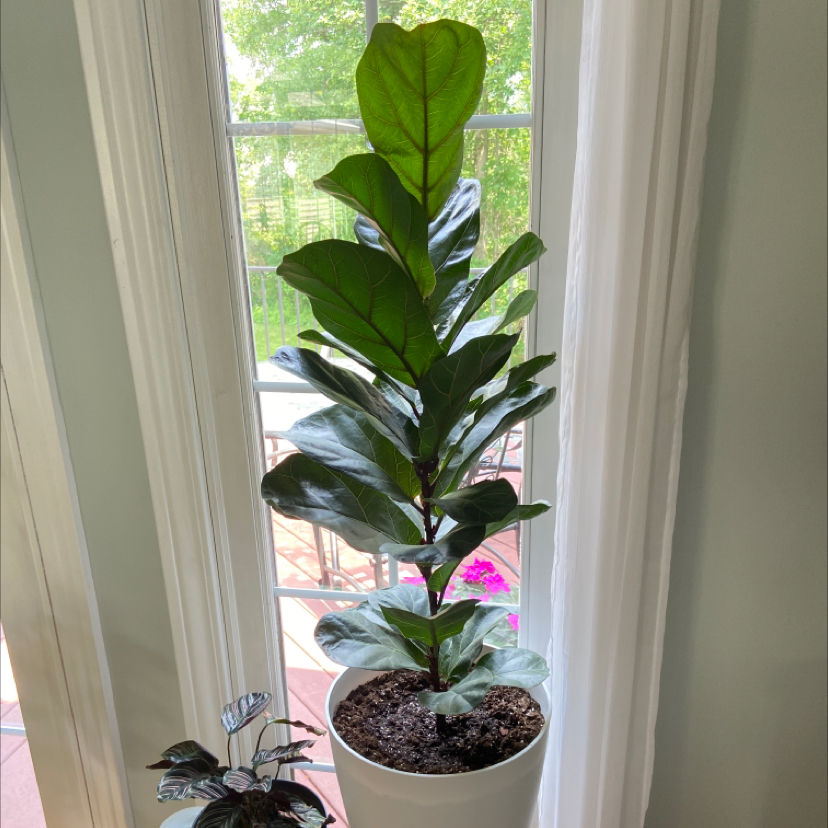 Fiddle Leaf Fig plant photo by @brennanarnold named fiddle on Greg, the plant care app.