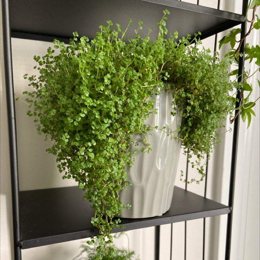 Baby's Tears plant photo by @brennanarnold named chia on Greg, the plant care app.