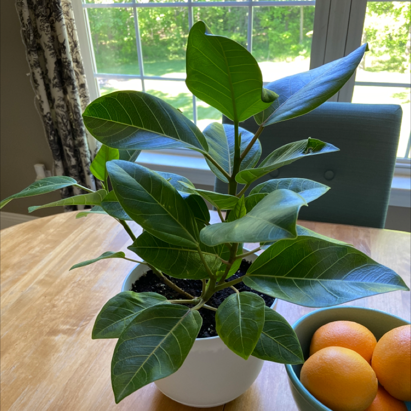 Council Tree plant photo by @brennanarnold named altissima on Greg, the plant care app.