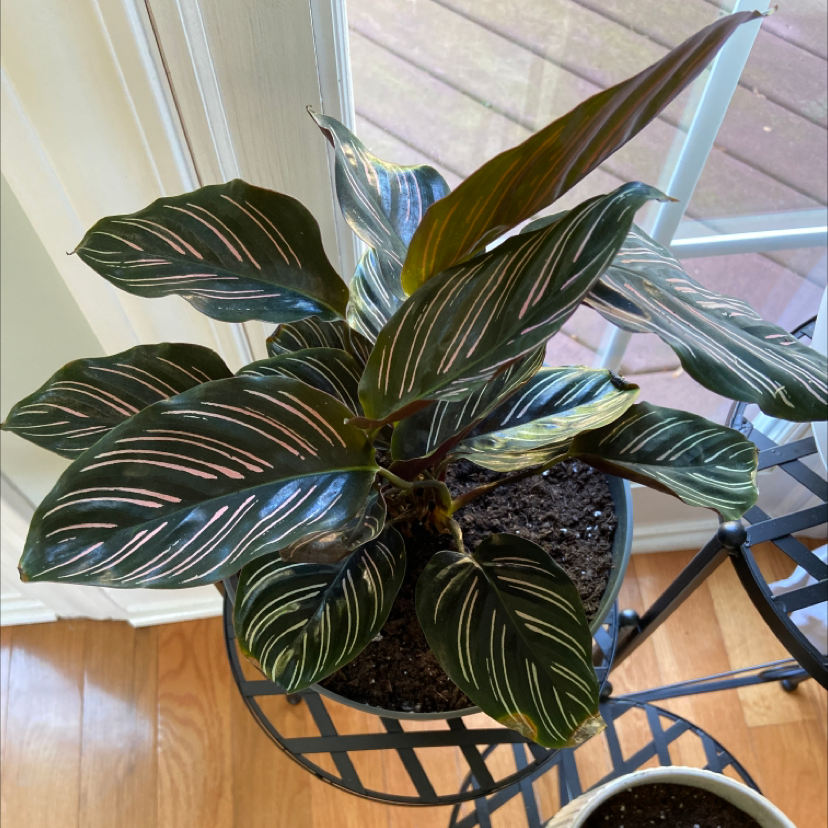Pinstripe Calathea plant photo by @brennanarnold named ornata on Greg, the plant care app.