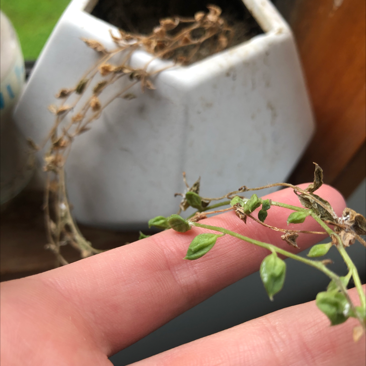 Common Chickweed plant with green leaves and brown stems held by a hand, potted soil visible.