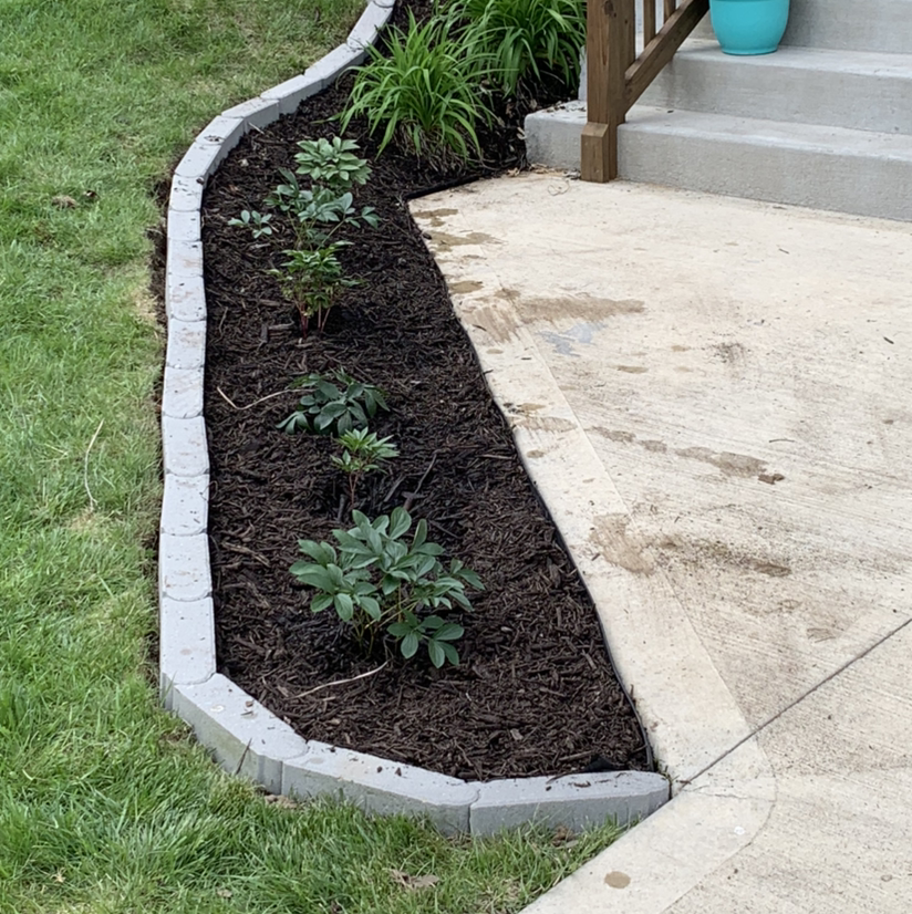 Garden bed with three young Chinese Peony plants, healthy and well-mulched.