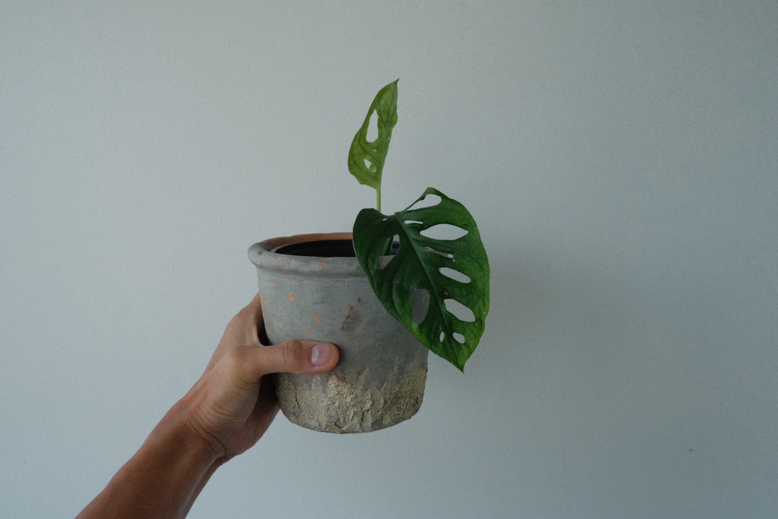 Monstera adansonii 'Laniata' plant in a pot, held by a hand.