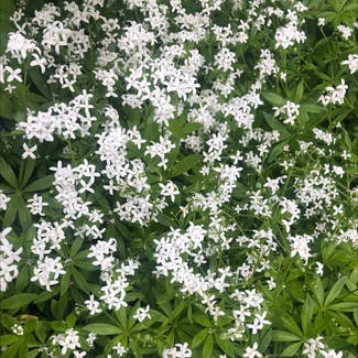 Woodruff plant in Somewhere on Earth