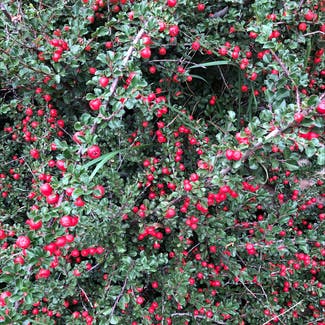 Rockspray Cotoneaster plant in Somewhere on Earth