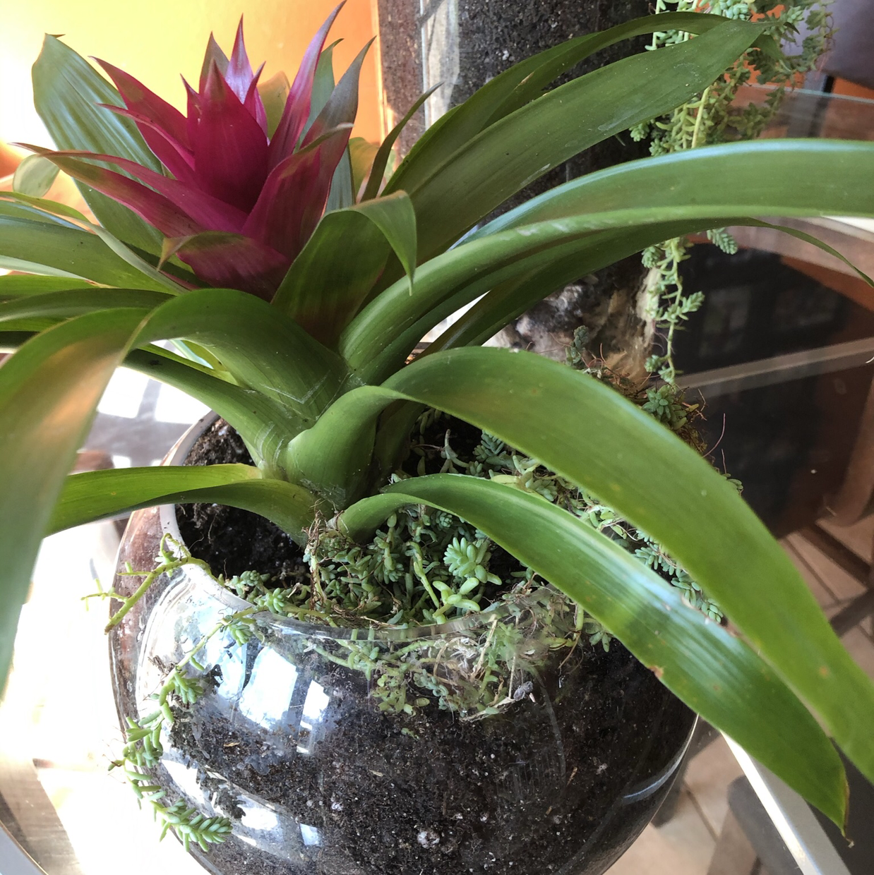 Urn Plant with vibrant green leaves and a red flower in a glass pot with visible soil.