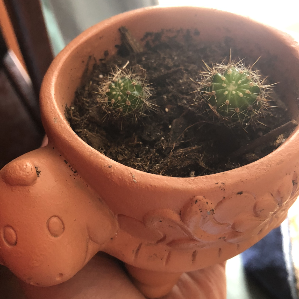 A healthy Simpson Hedgehog Cactus in a terracotta pot with dark, well-draining soil. The cactus has round green stems with white spines.