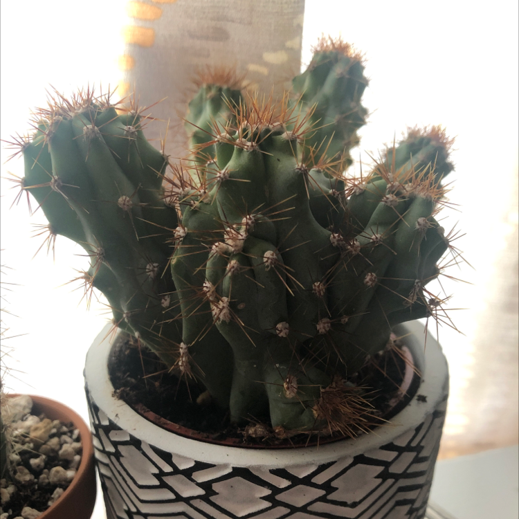 Sonora Barrel cactus in a decorative pot, healthy with no visible issues.