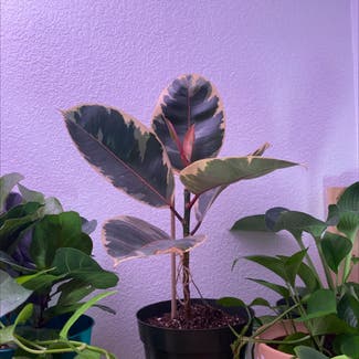 Ficus 'Ruby' plant in Sacramento, California