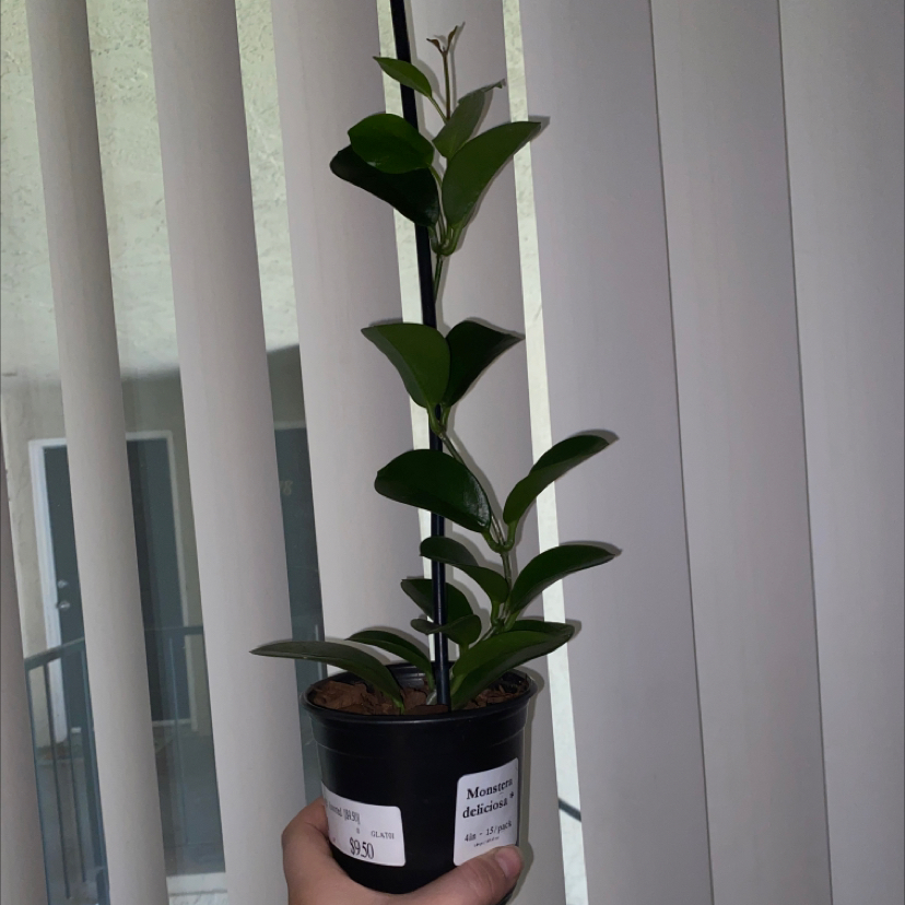 A healthy Waxvine plant with dark green leaves in a pot, held by a hand.
