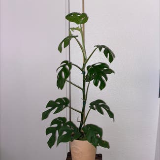 Mini Monstera plant in Sacramento, California