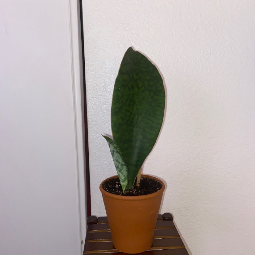 Photo of the plant species Whale Fin Snake Plant by @maekristian named madonna on Greg, the plant care app