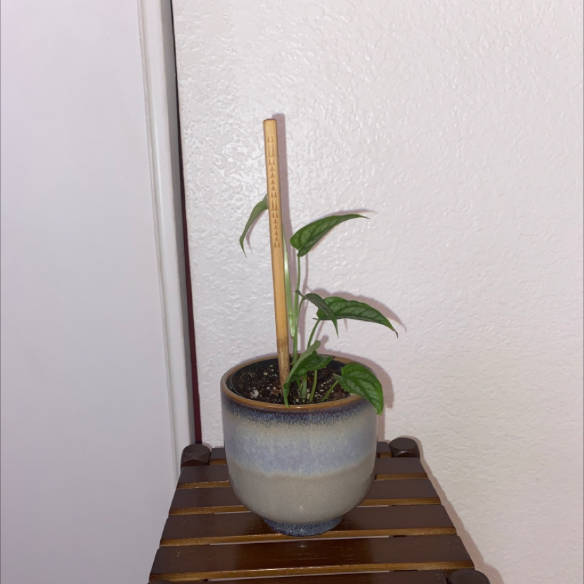 Potted Silver Monstera plant with healthy green leaves and visible soil.