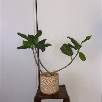 Audrey Ficus plant in Sacramento, California