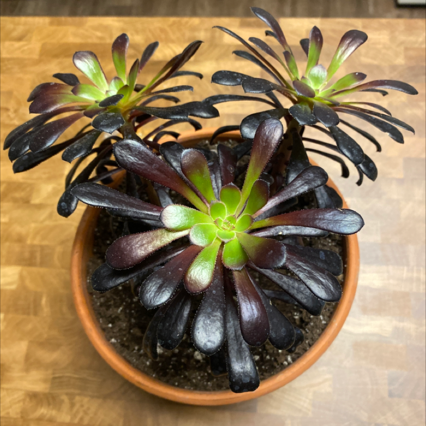 Potted Tree Aeonium with dark, fleshy leaves and green centers, appearing healthy.