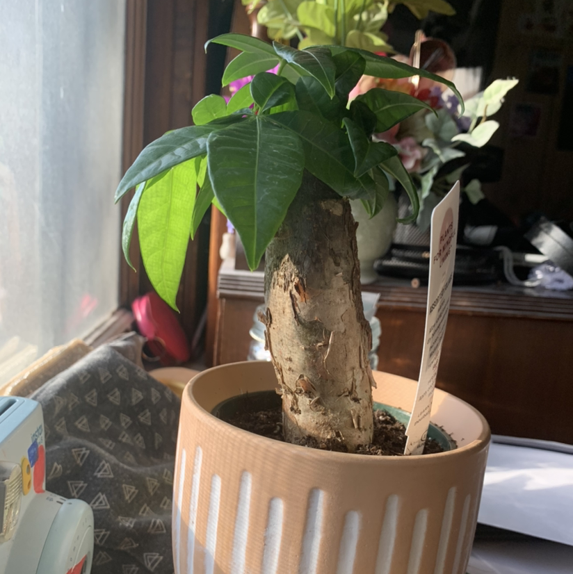 Money Tree plant photo by Micah named adora on Greg, the plant care app.