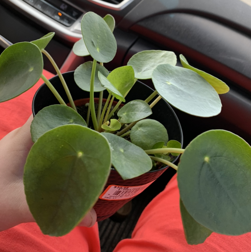 Chinese Money Plant plant photo by Micah named ansel on Greg, the plant care app.