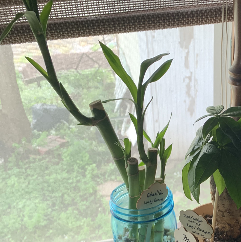 Lucky Bamboo plant photo by Micah named cheollie on Greg, the plant care app.