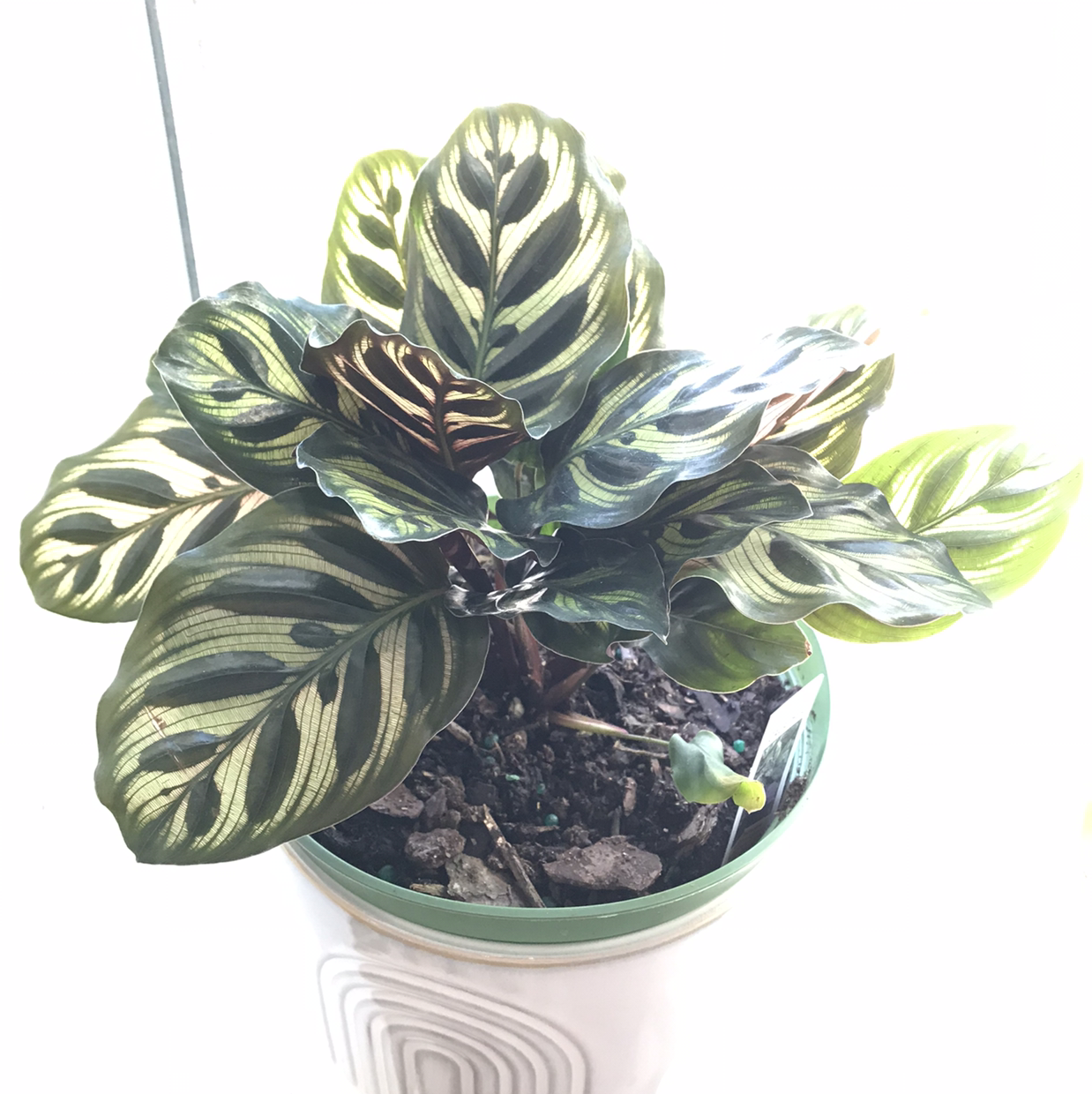 Potted Cathedral Windows plant with variegated leaves and visible soil.