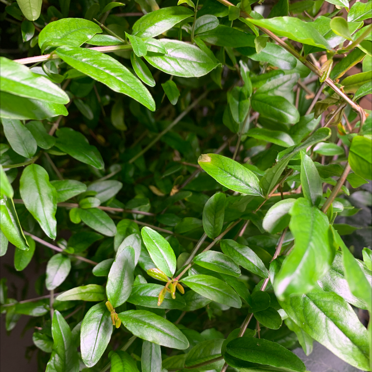 Dense cluster of healthy green leaves from a pomegranate plant.