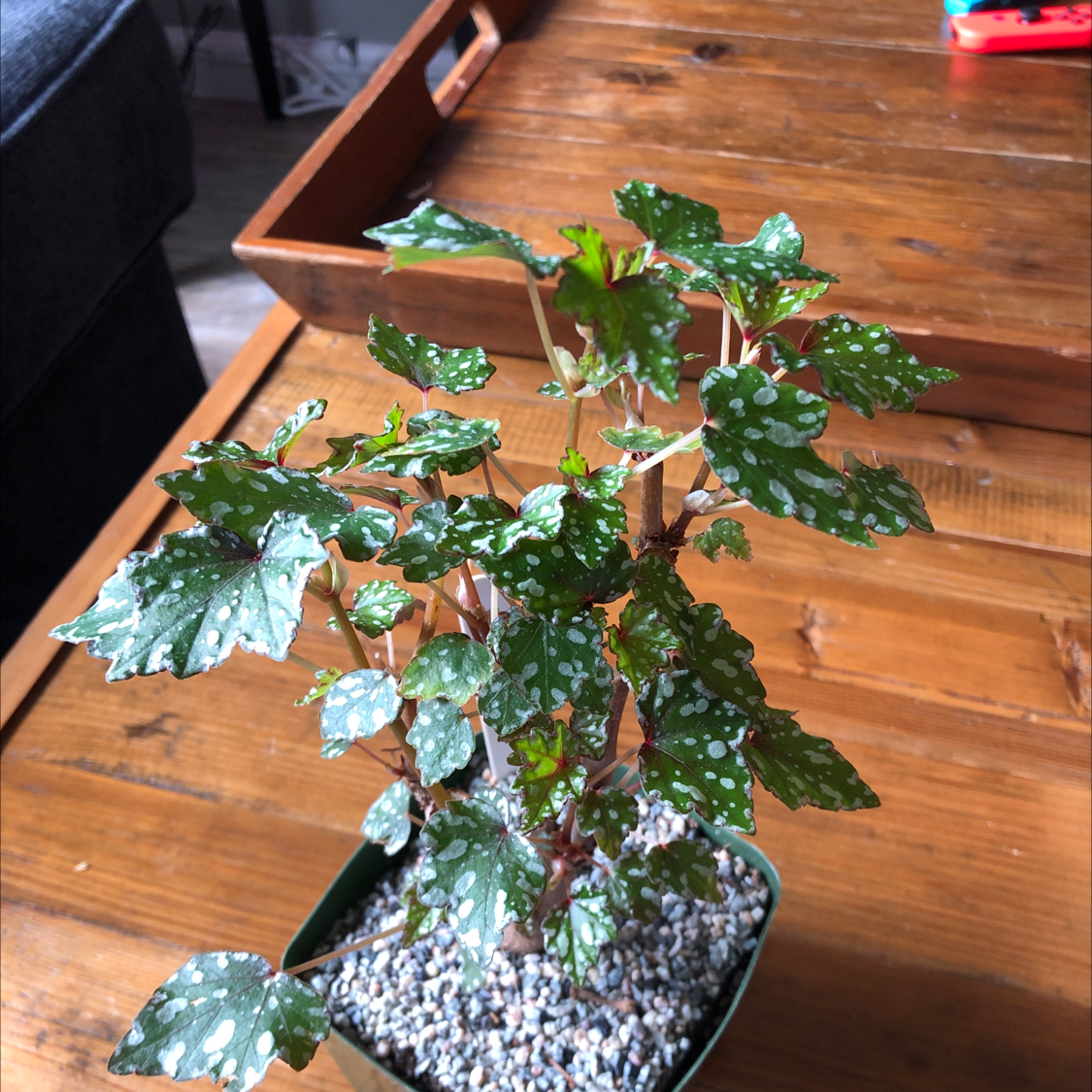 Photo of the plant species Begonia Tweedle Dee by Oliver named Dreggs on Greg, the plant care app